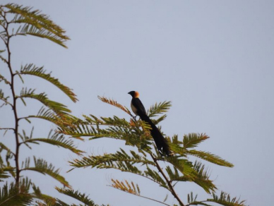 Long-tailed paradise whydah